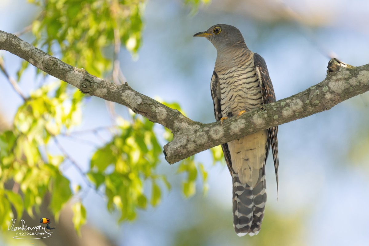 Himalayan Cuckoo - ML642013288
