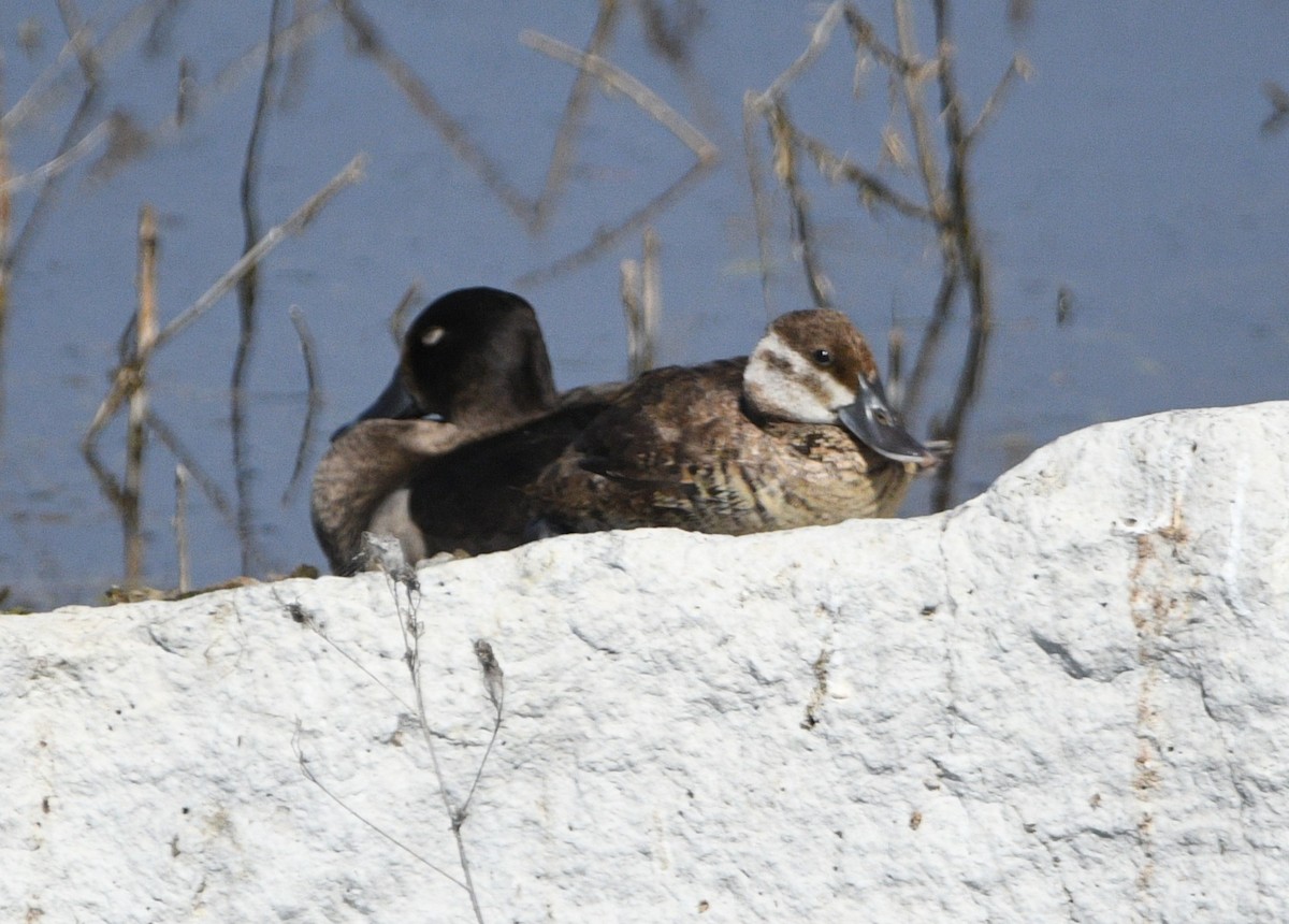 Ruddy Duck - ML642013328