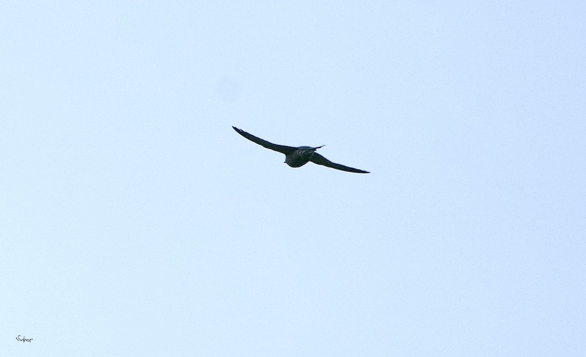 Asian Palm Swift - ML642013331