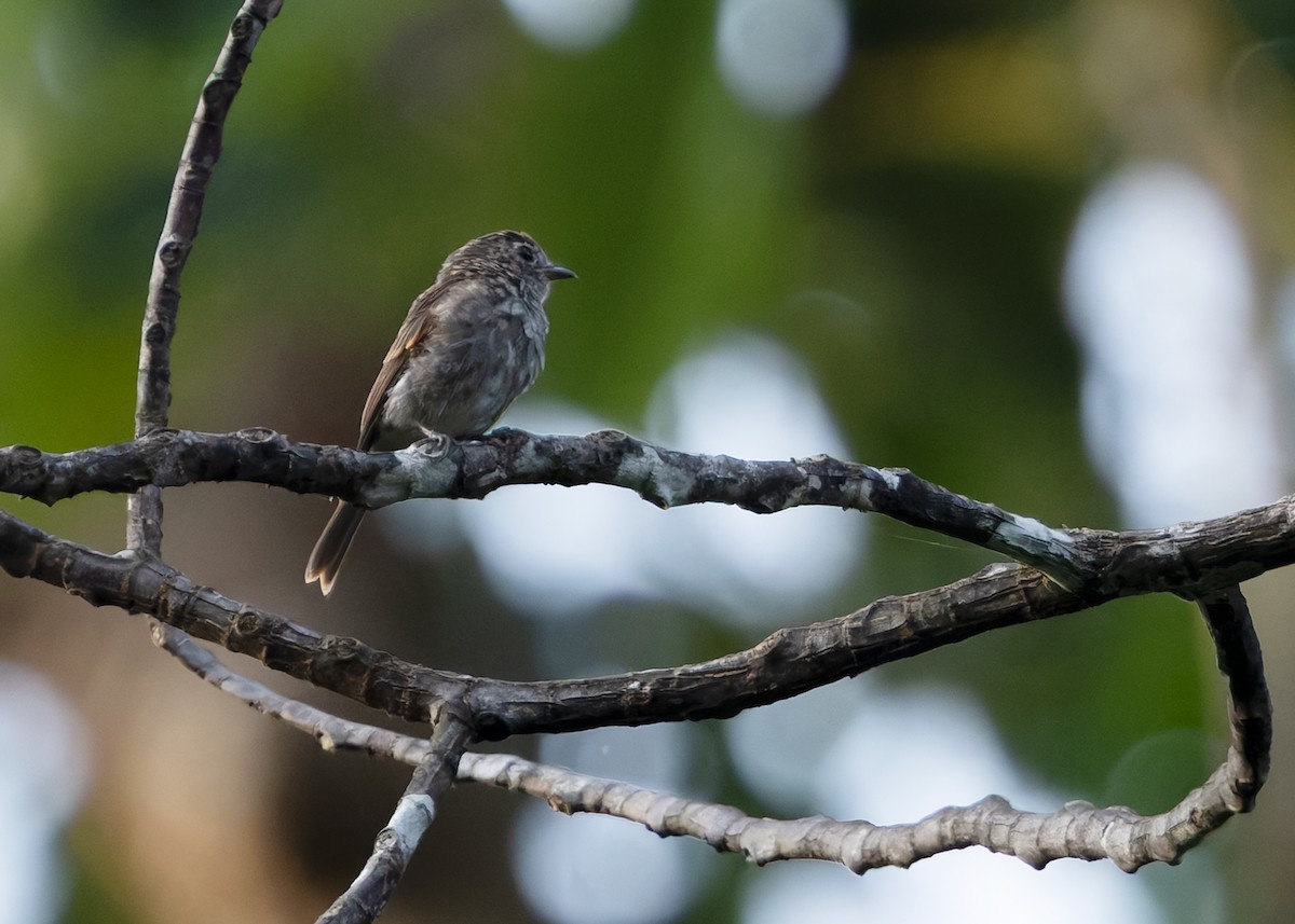 Brown-streaked Flycatcher (Umber) - ML642013344