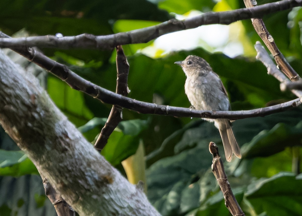 Brown-streaked Flycatcher (Umber) - ML642013345