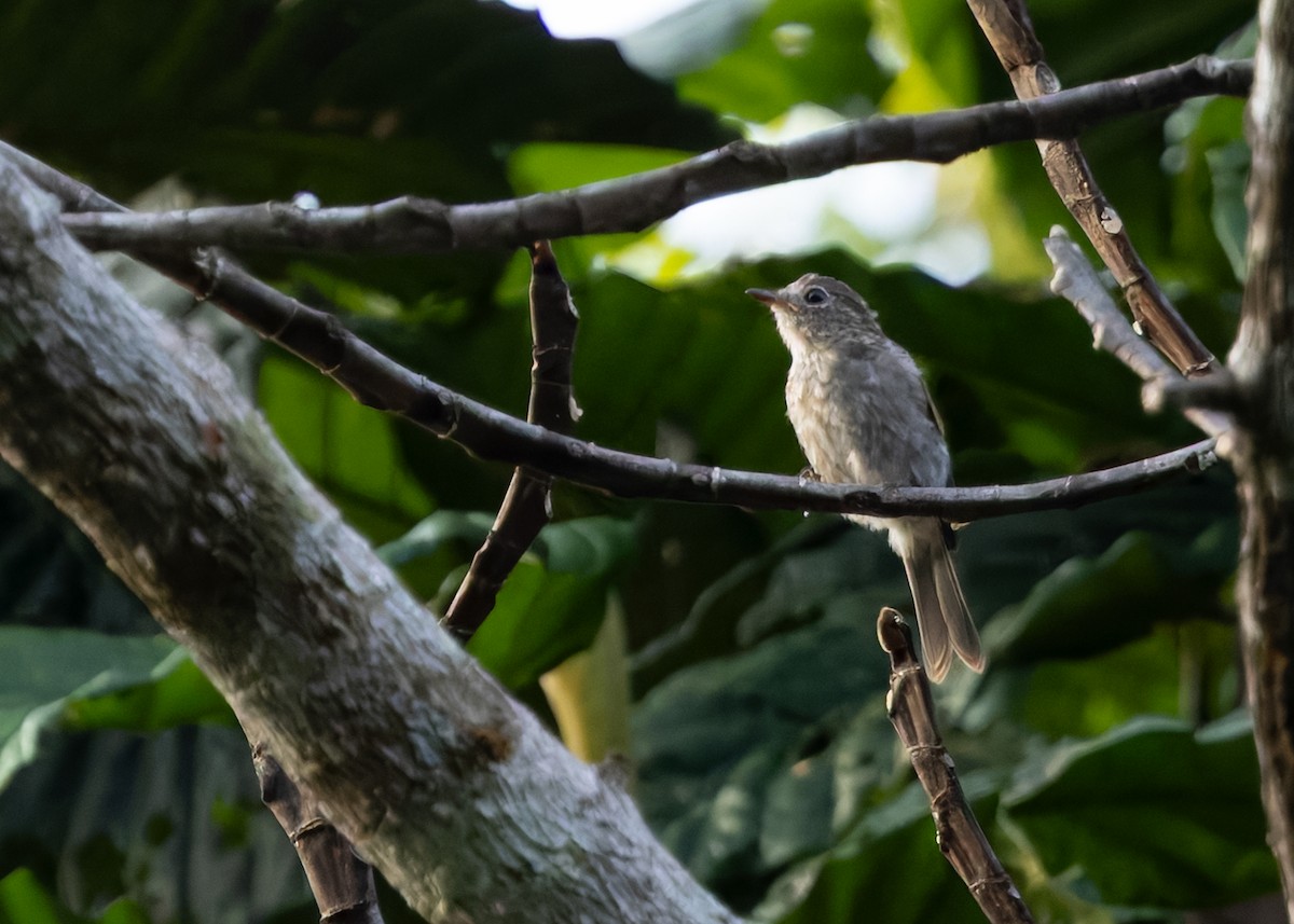 Brown-streaked Flycatcher (Umber) - ML642013346