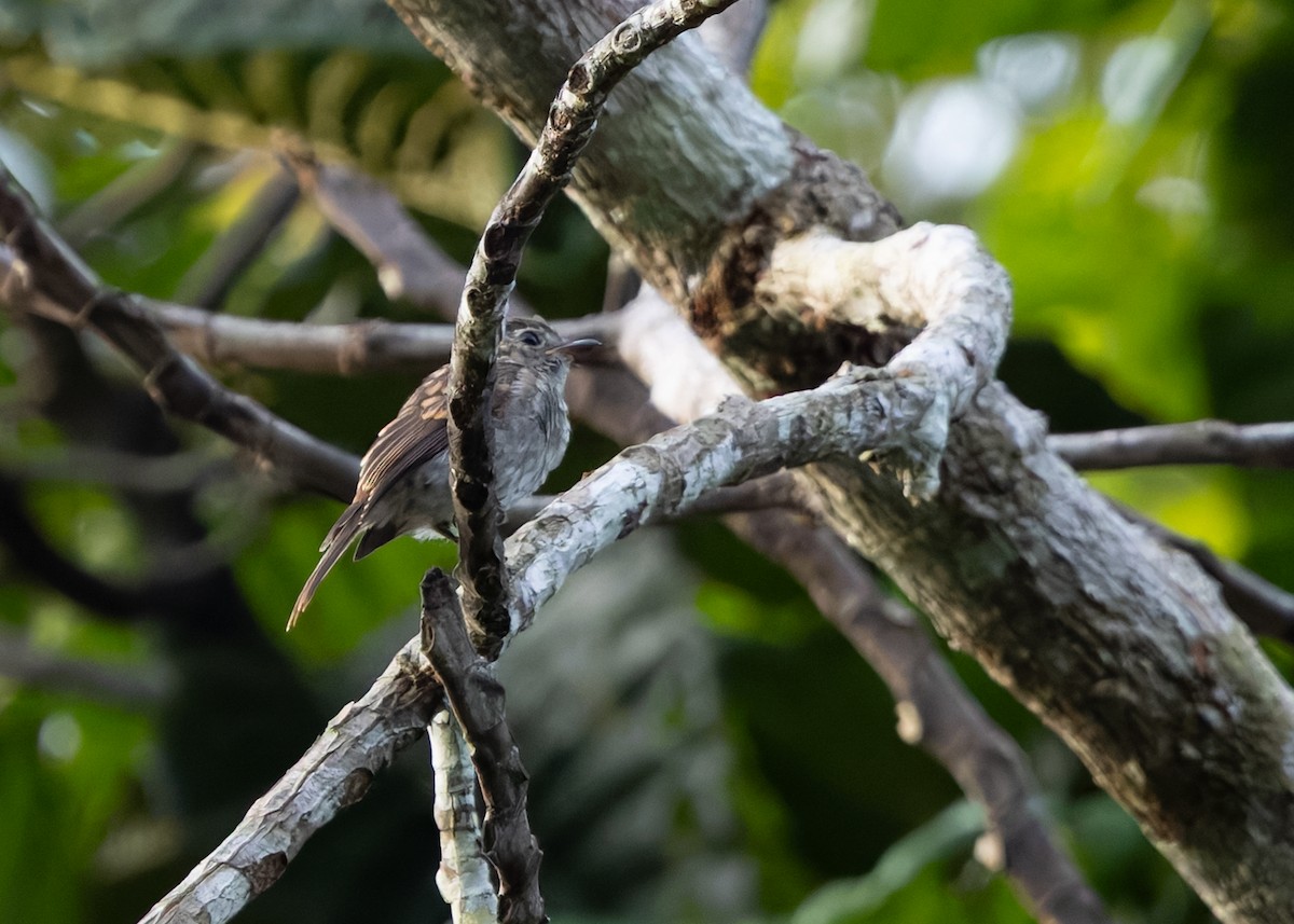 Brown-streaked Flycatcher (Umber) - ML642013347
