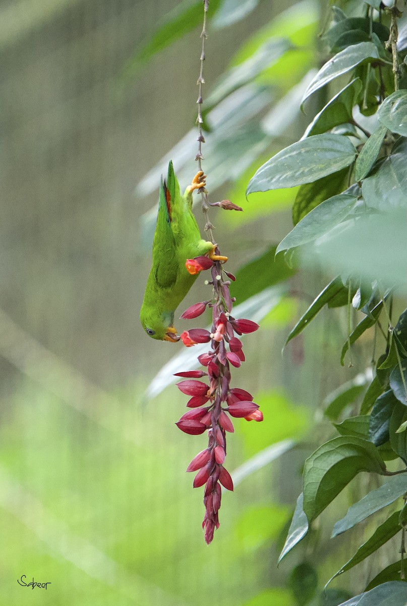 Vernal Hanging-Parrot - ML642013352