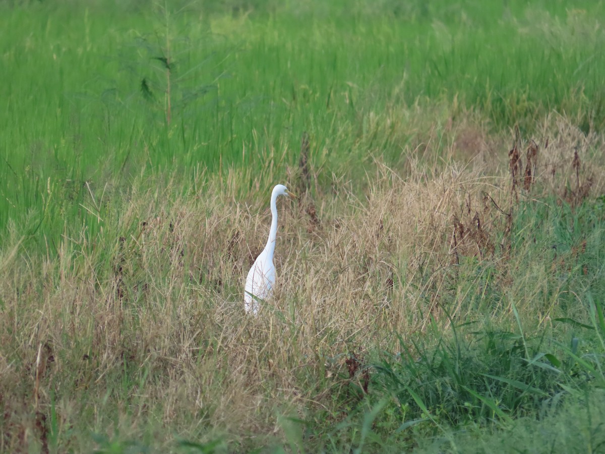 Medium Egret - ML642013353