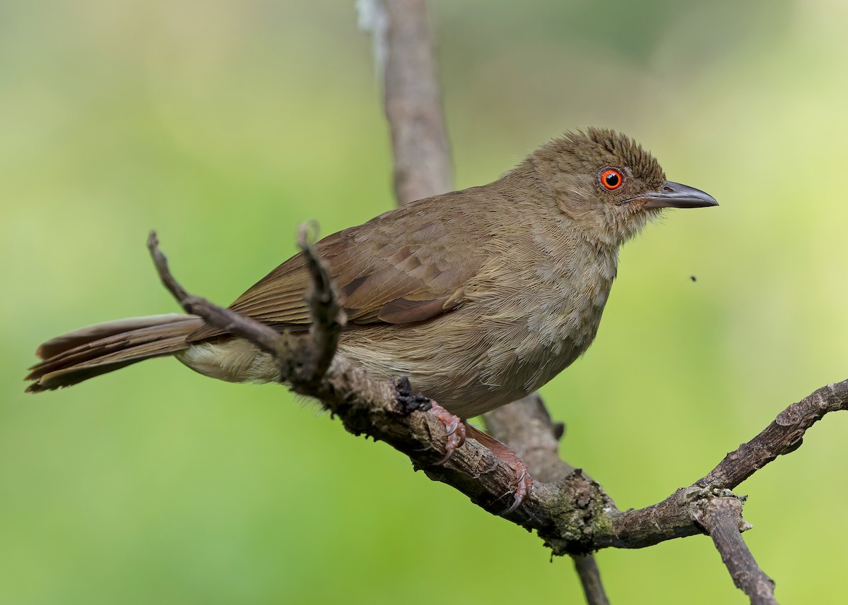 Red-eyed Bulbul - ML642013376