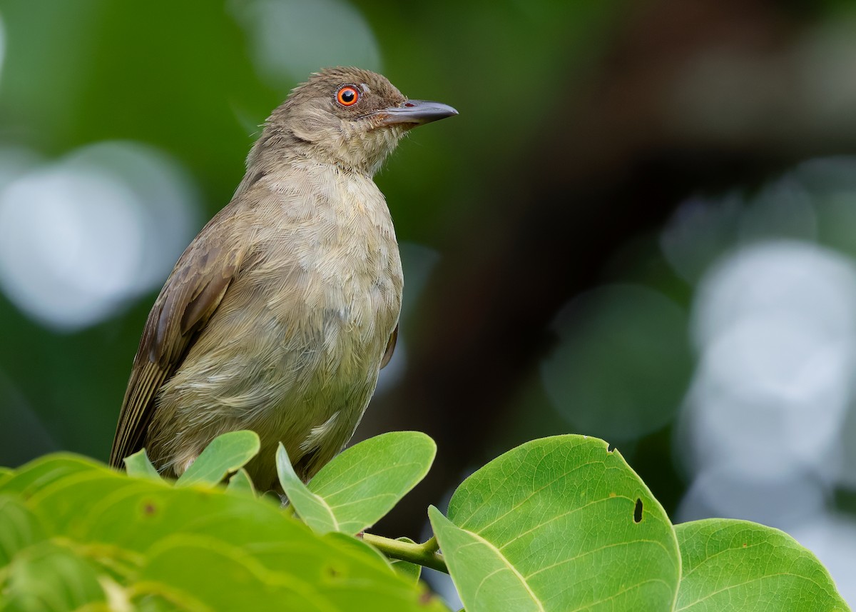 Red-eyed Bulbul - ML642013377