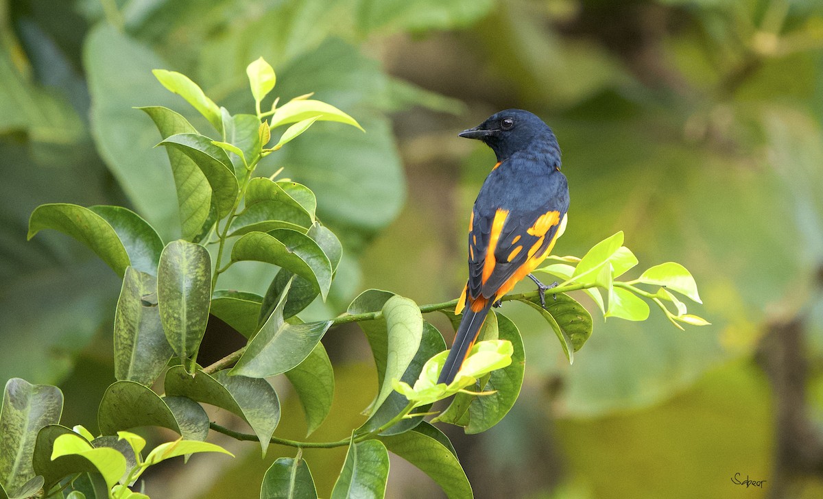 Orange Minivet - ML642013378