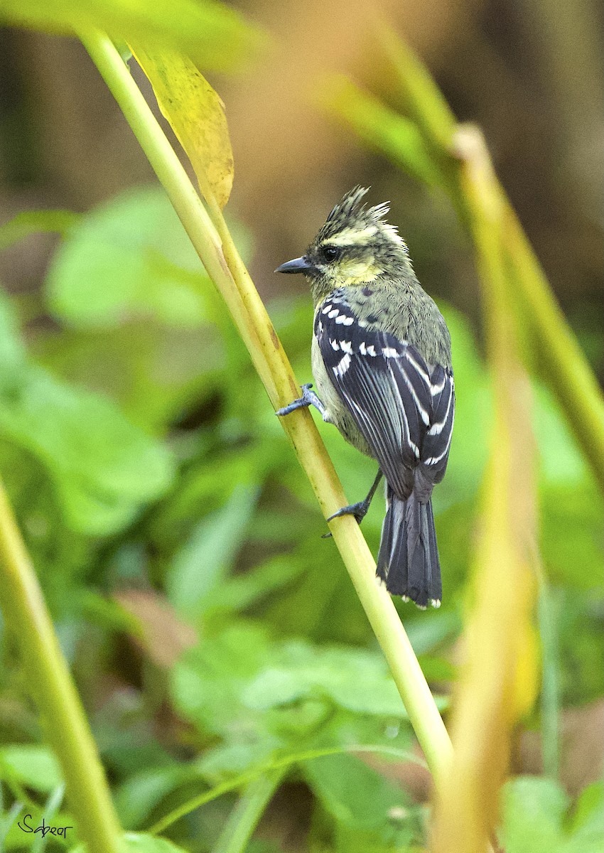 Indian Yellow Tit - ML642013382
