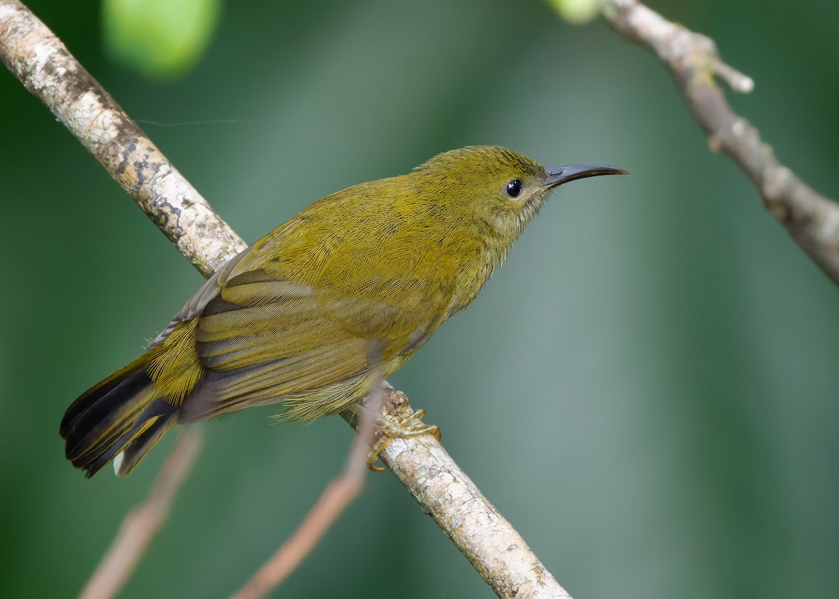 Purple-naped Spiderhunter - ML642013383