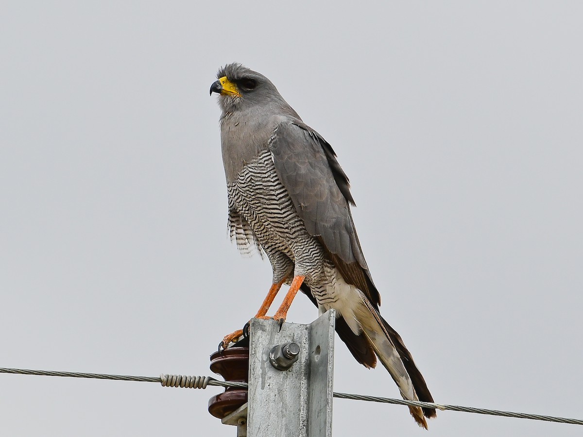 Eastern Chanting-Goshawk - ML642013385
