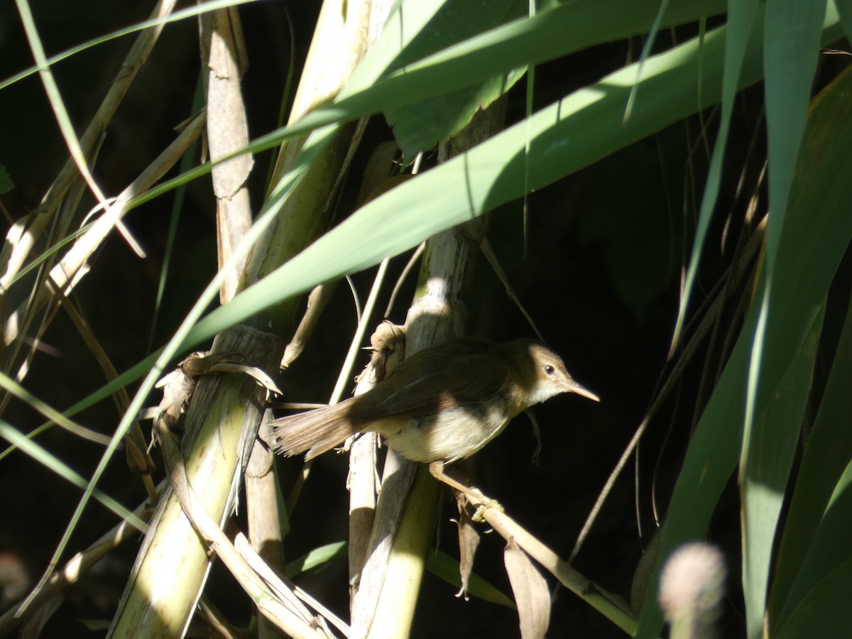 Cetti's Warbler - ML642013389