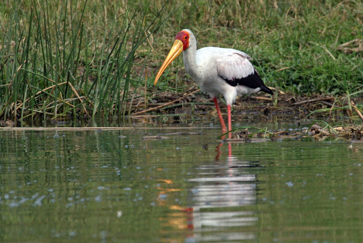 Yellow-billed Stork - ML642013392