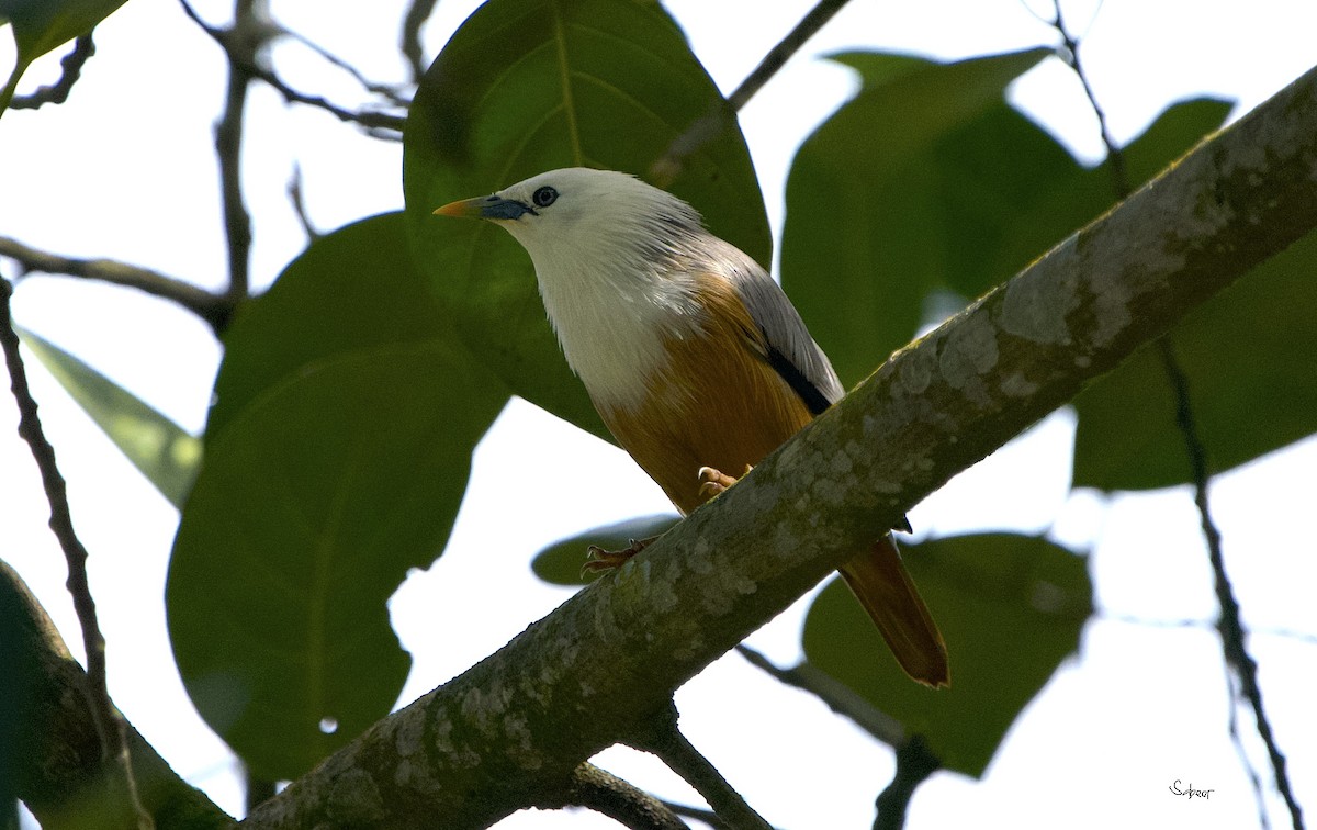 Malabar Starling - ML642013405