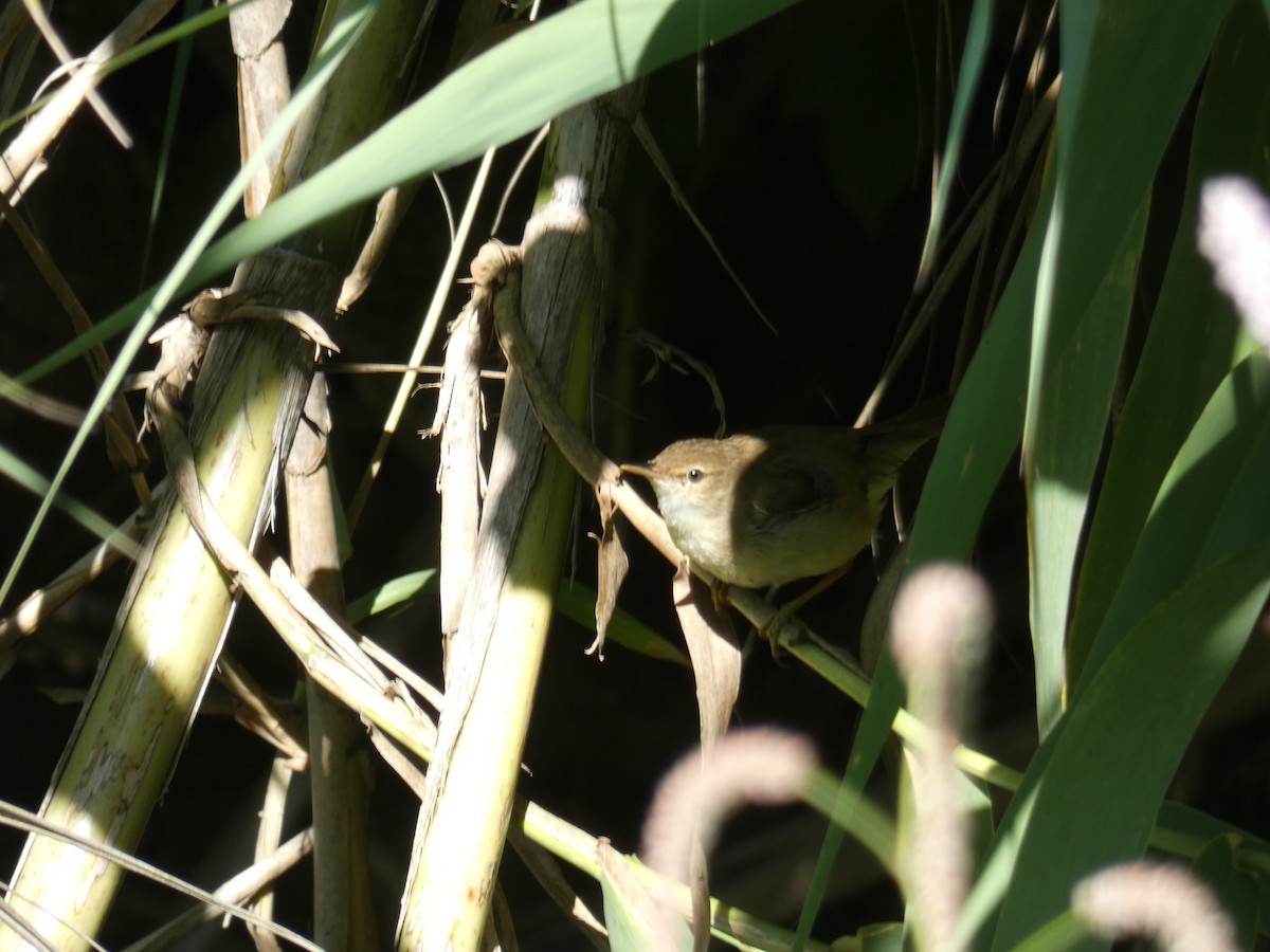 Cetti's Warbler - ML642013413