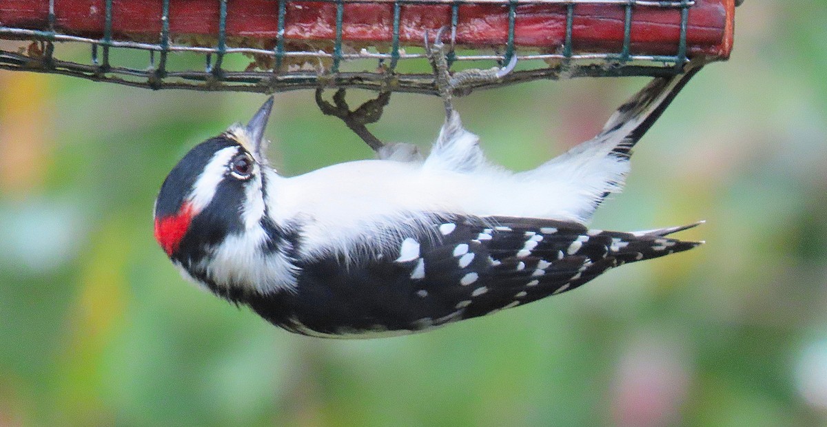 Downy Woodpecker - ML642013438