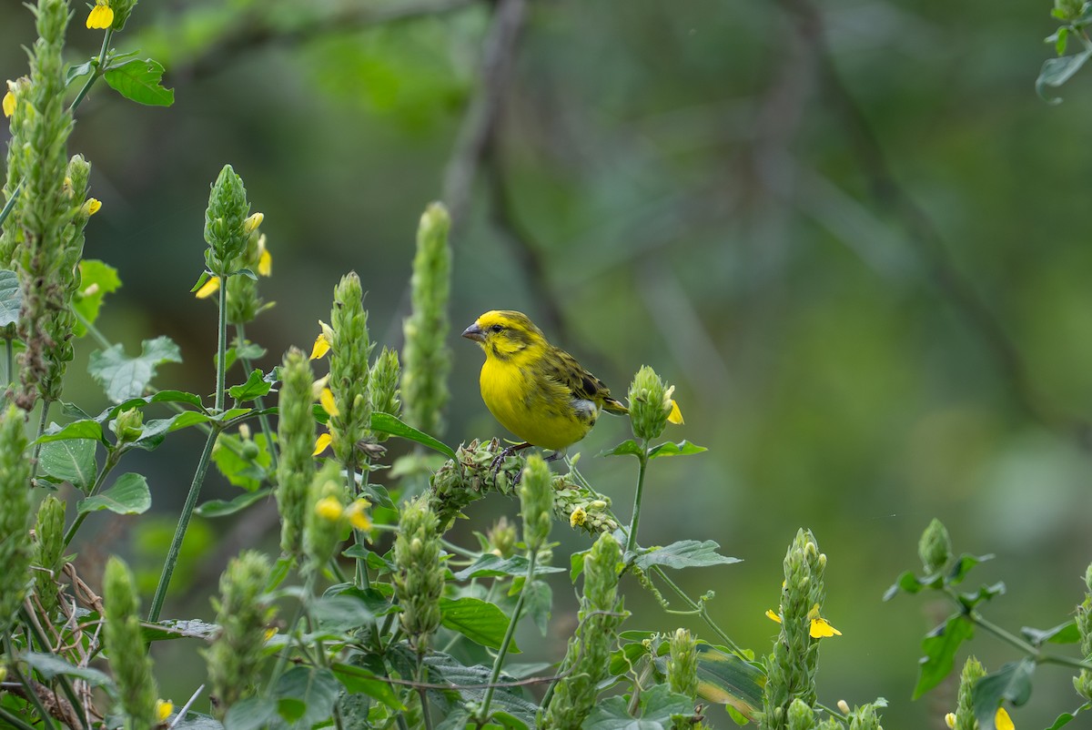 Yellow-fronted Canary - ML642013449