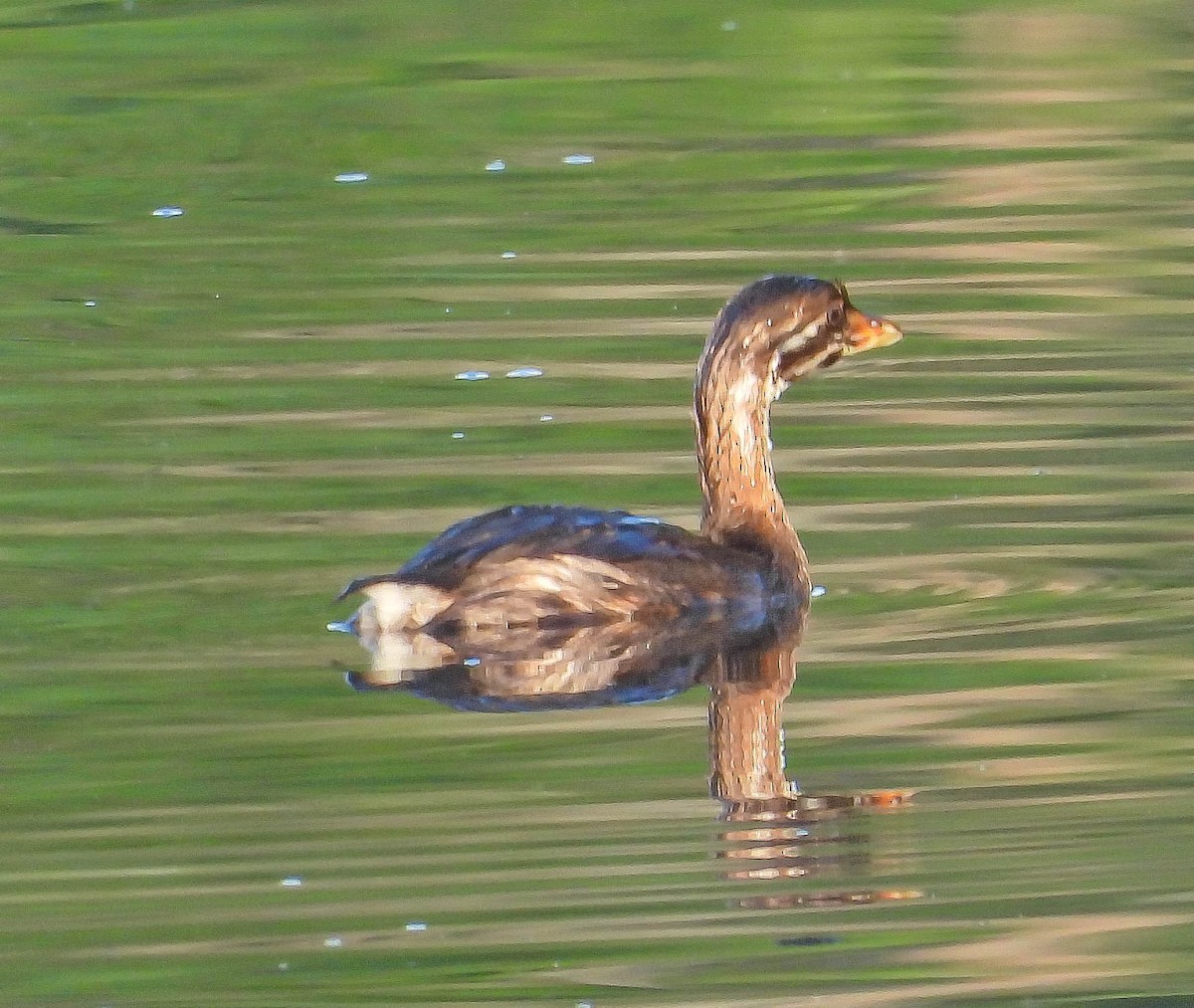 Pied-billed Grebe - ML642013453