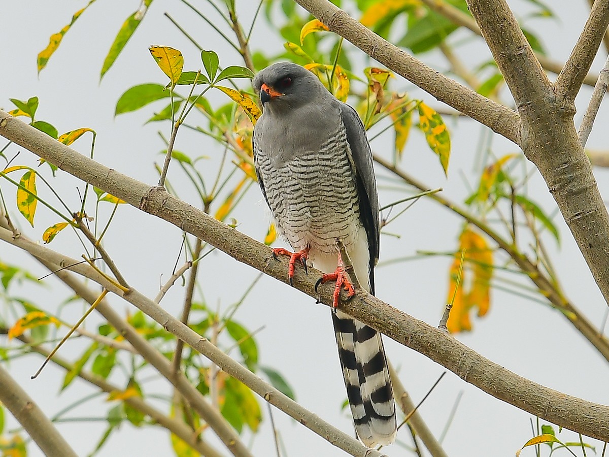 Gabar Goshawk - ML642013456