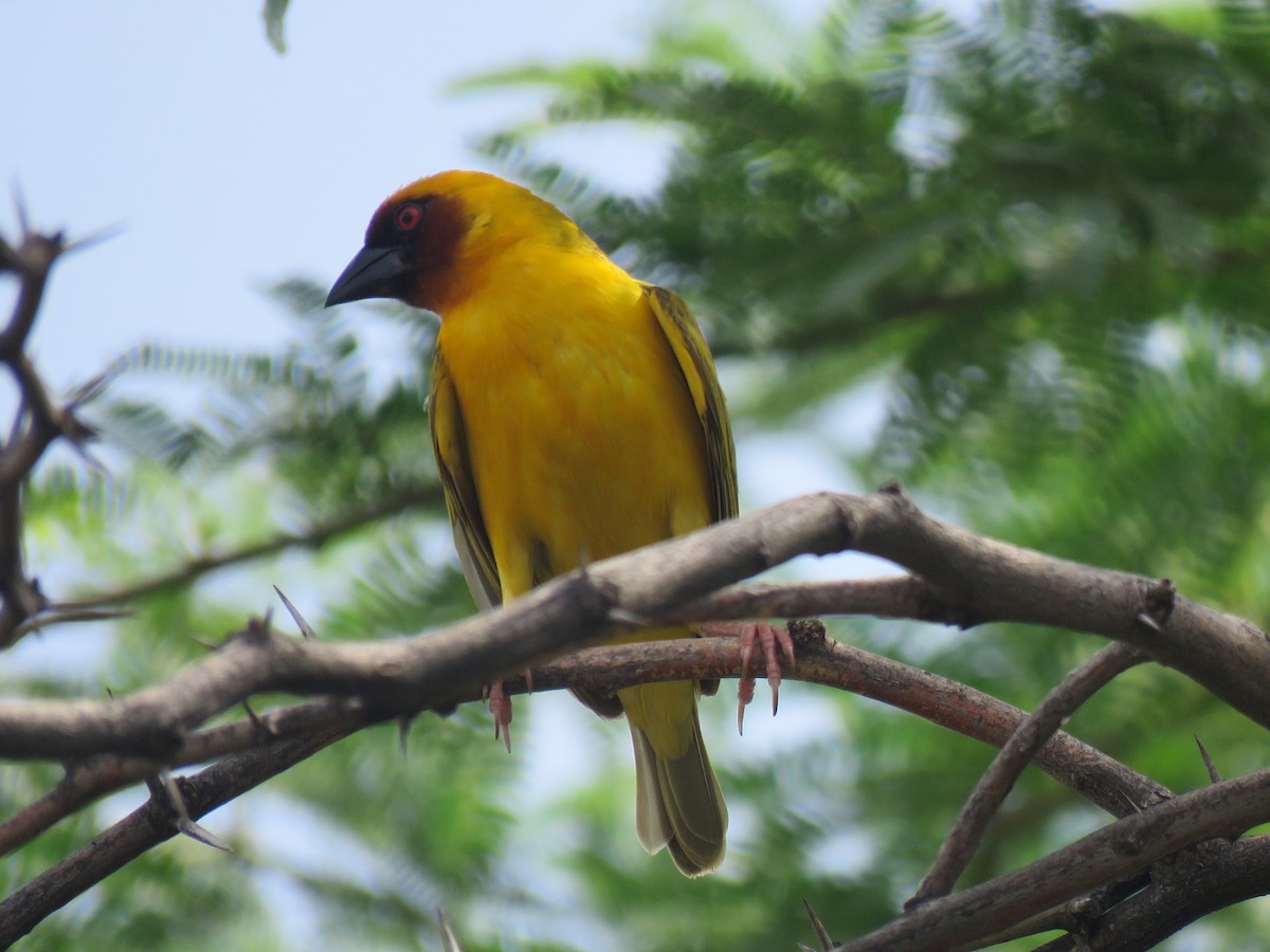Rüppell's Weaver - ML642013494