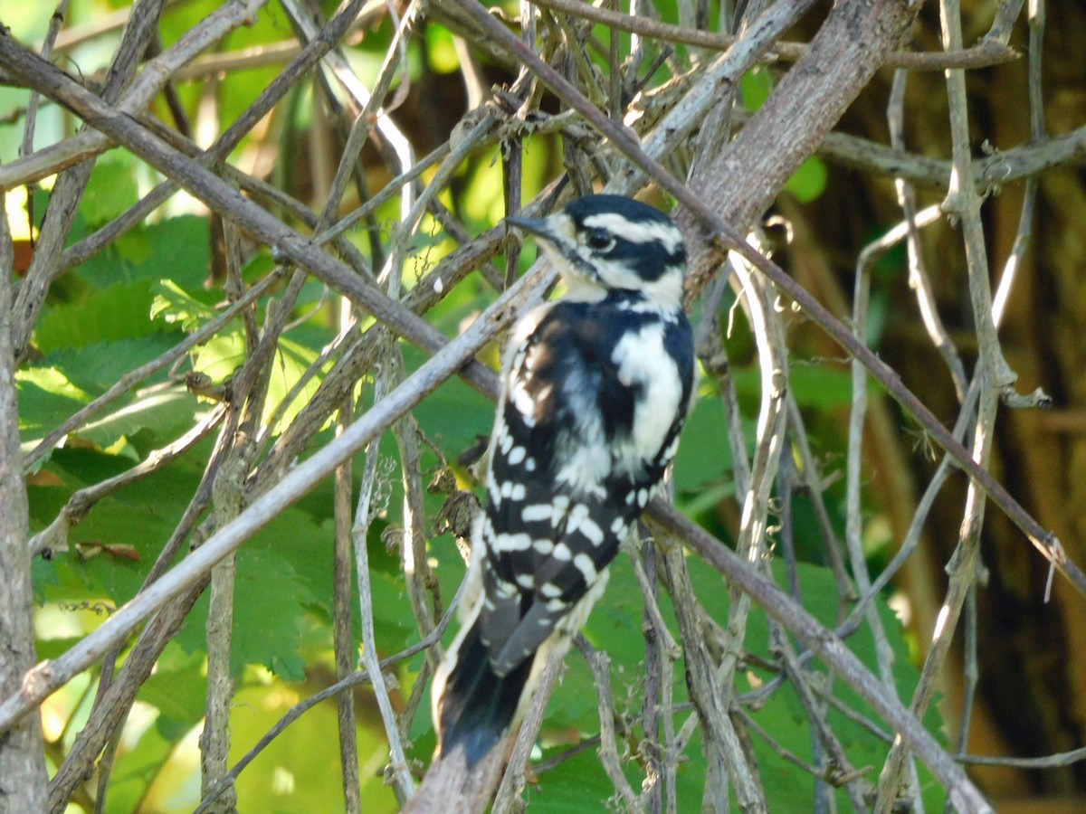 Downy Woodpecker - ML642013503