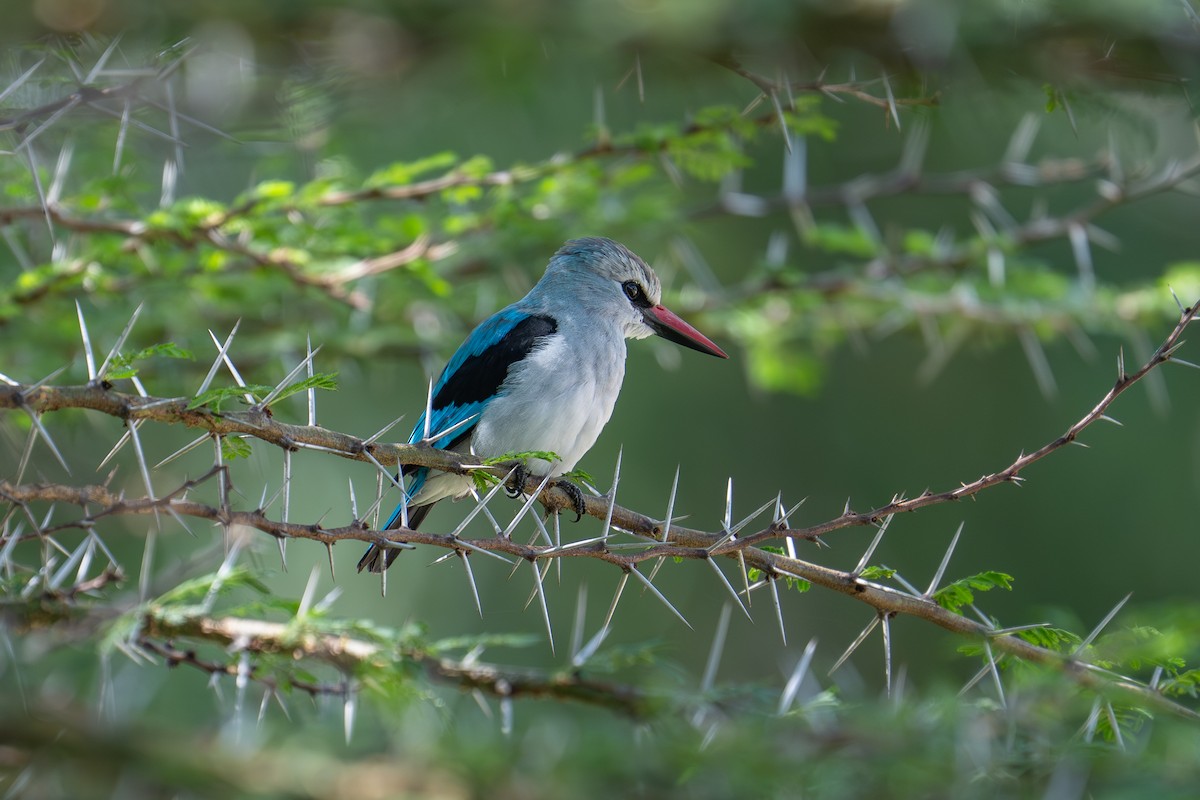 Woodland Kingfisher - ML642013514