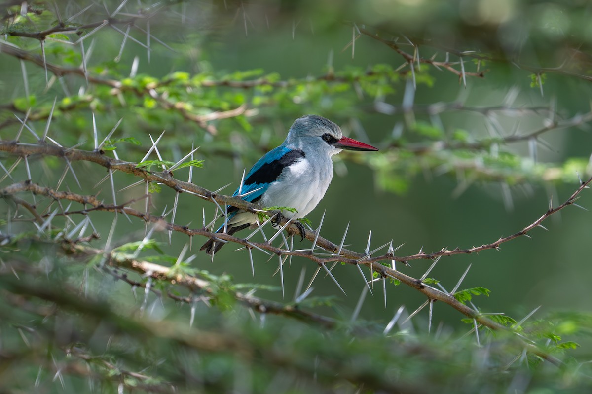 Woodland Kingfisher - ML642013515