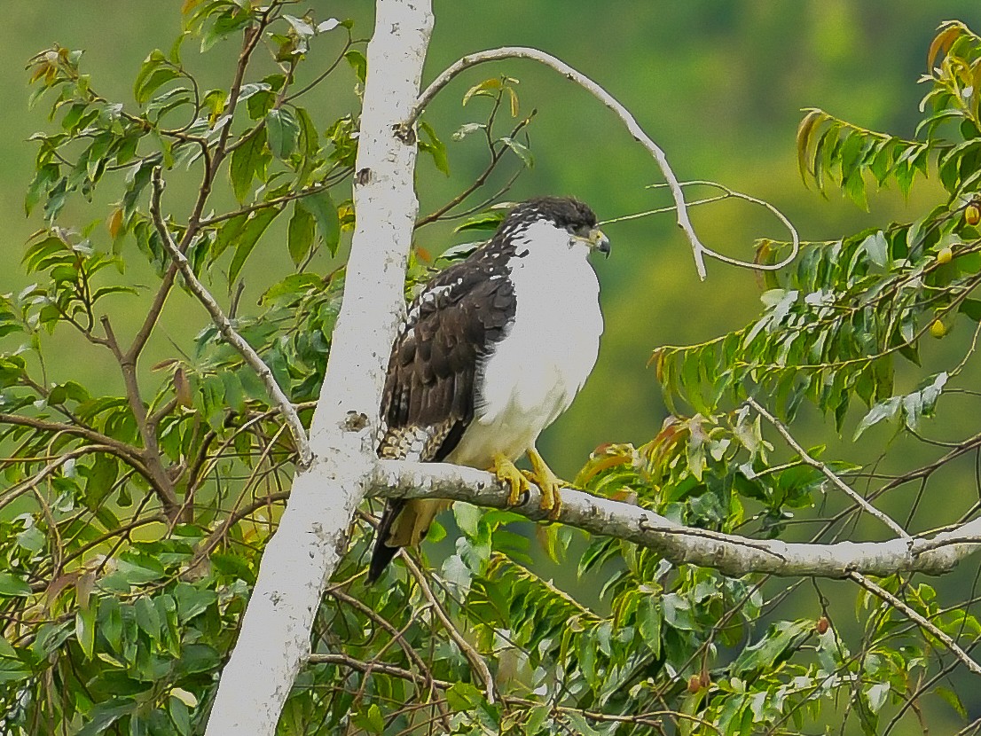Augur Buzzard - ML642013518