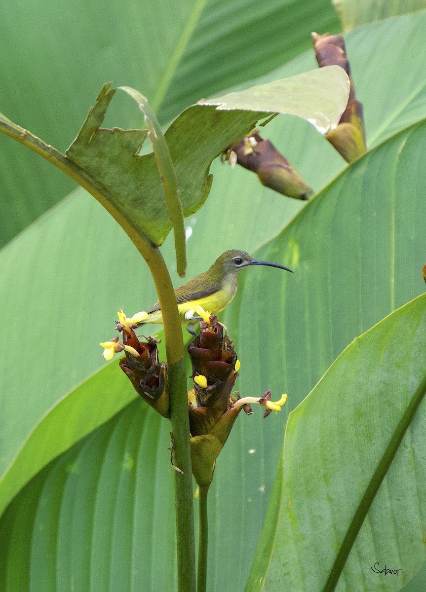 Little Spiderhunter - ML642013519