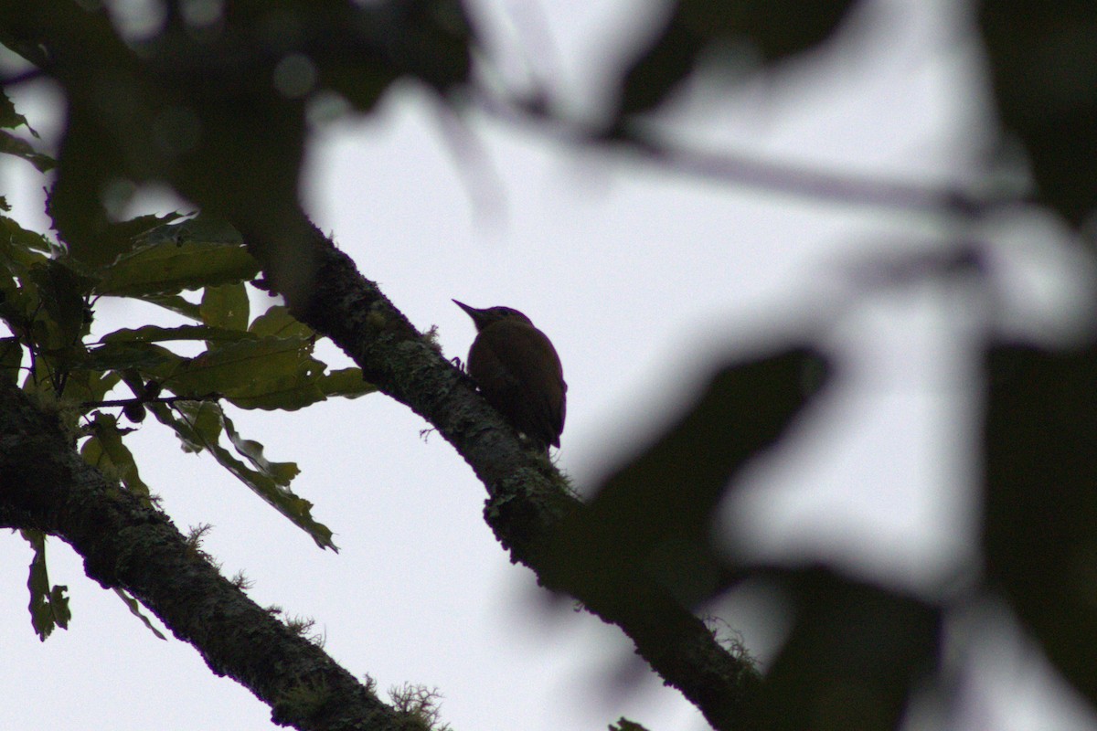 Smoky-brown Woodpecker - ML642013521