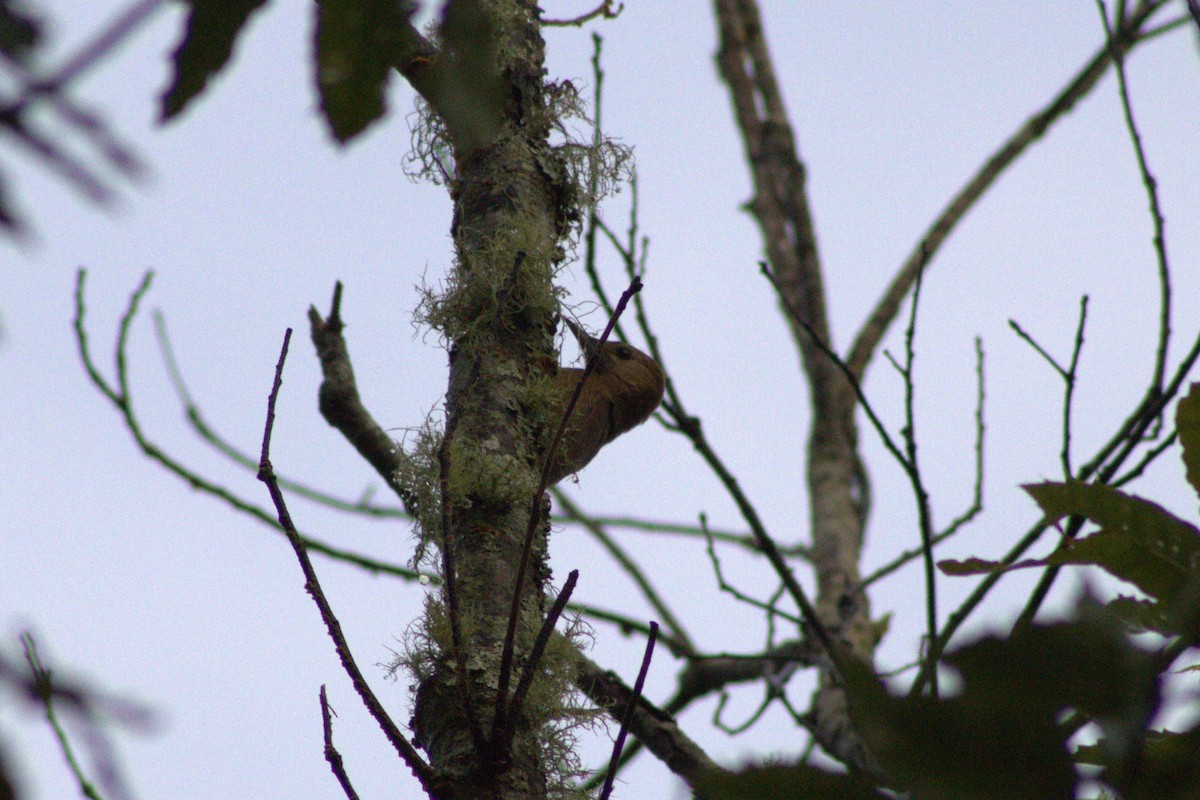 Smoky-brown Woodpecker - ML642013522
