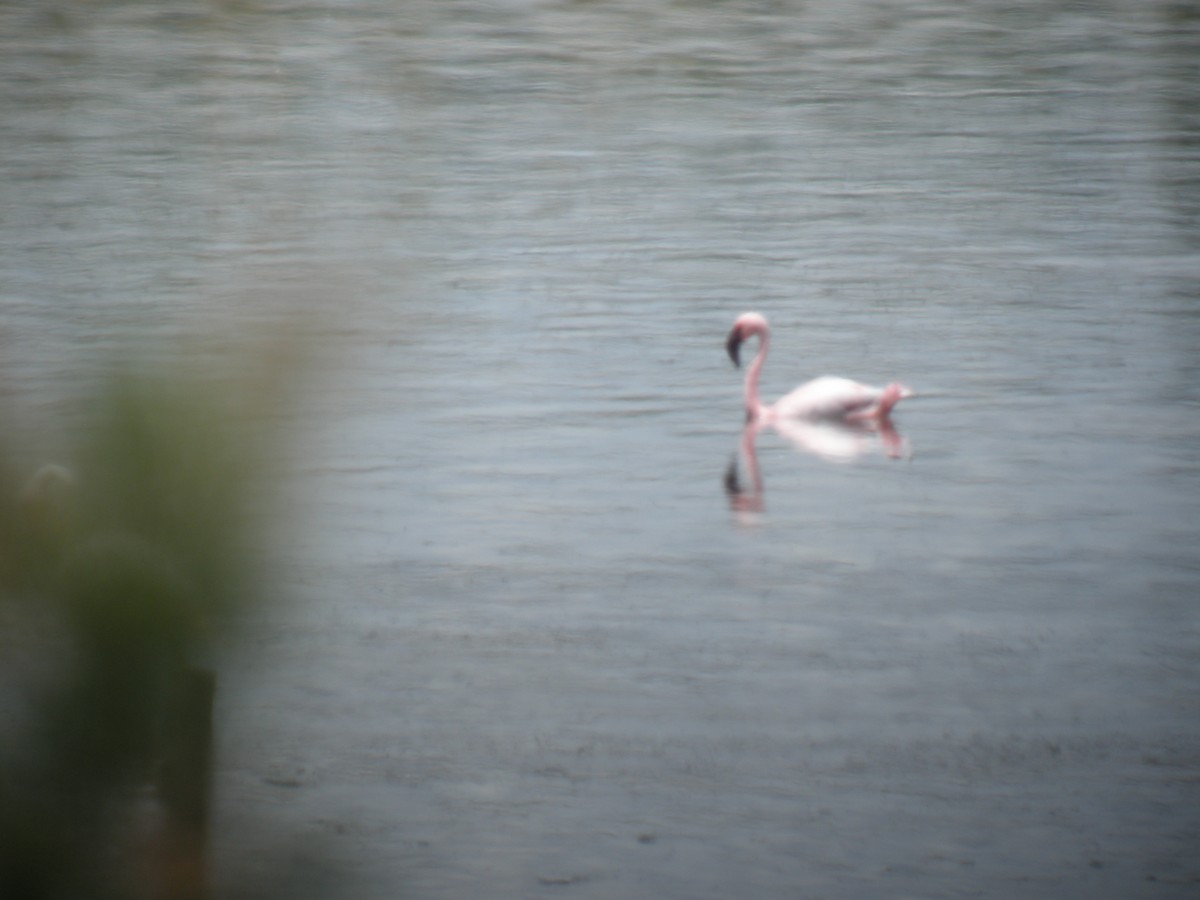 Zwergflamingo - ML642013530