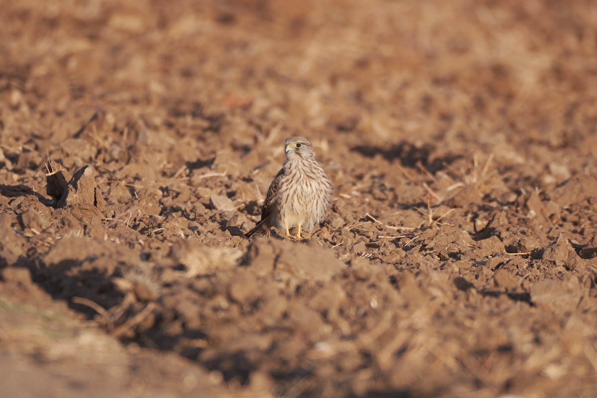 Eurasian Kestrel - ML642013548