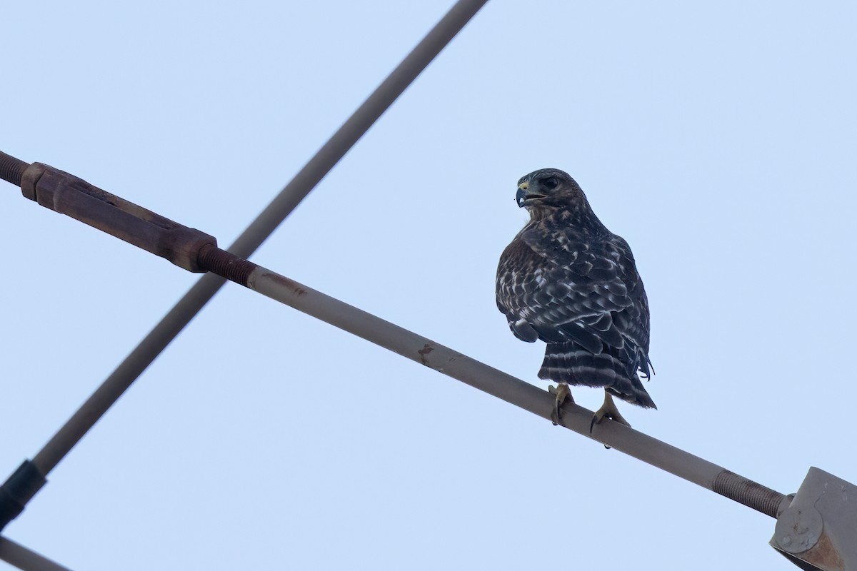 Red-shouldered Hawk - ML642013551