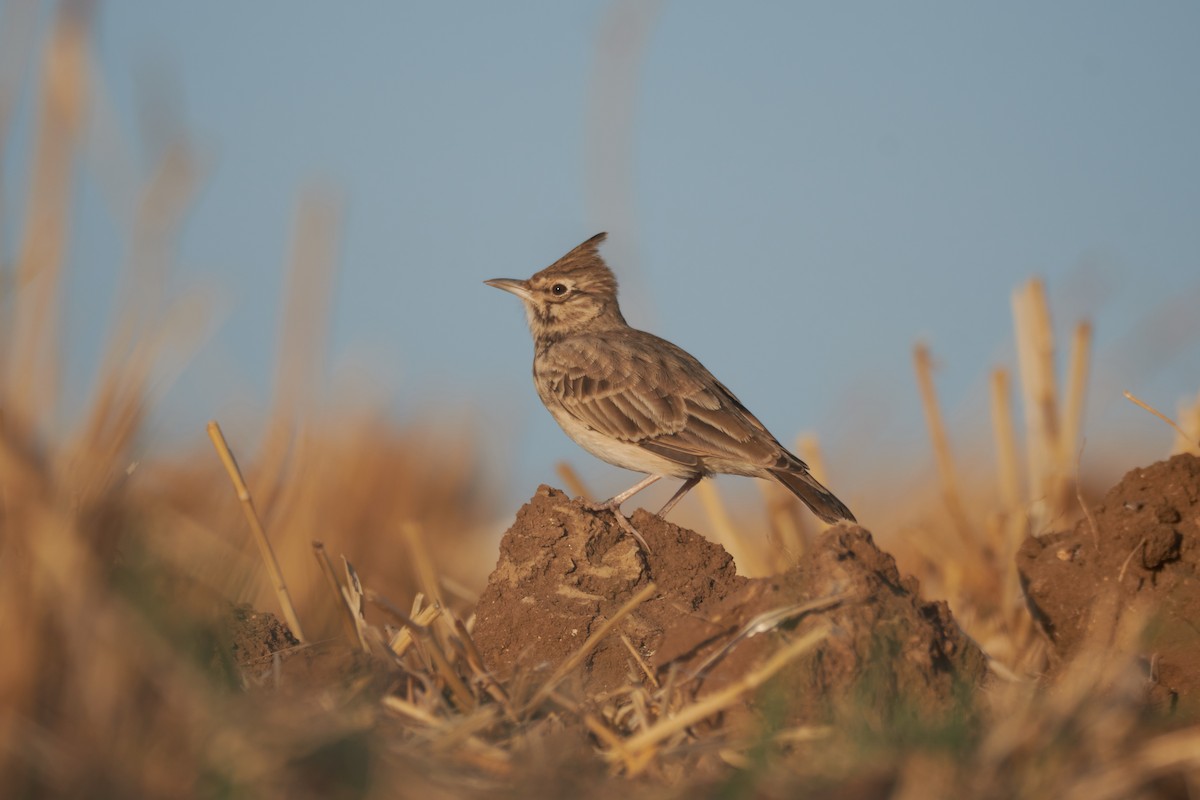 Crested Lark - ML642013552