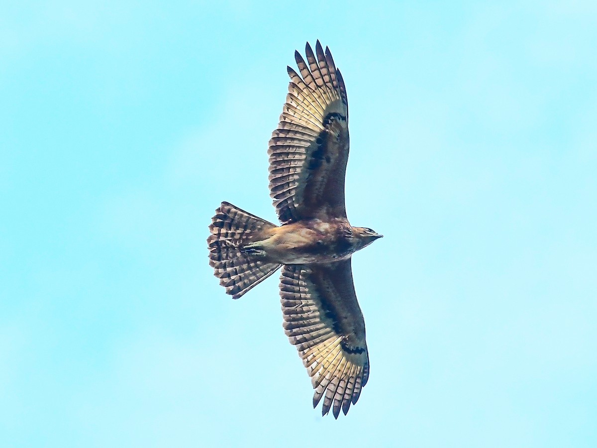 Mountain Buzzard - ML642013573