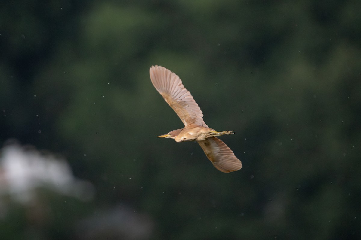 Cinnamon Bittern - ML642013588