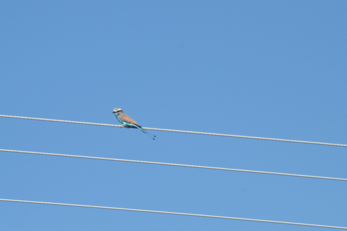 Racket-tailed Roller - ML642013602