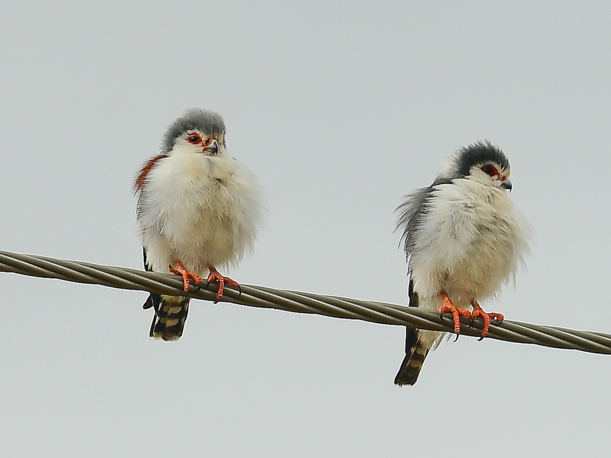 Pygmy Falcon - ML642013626