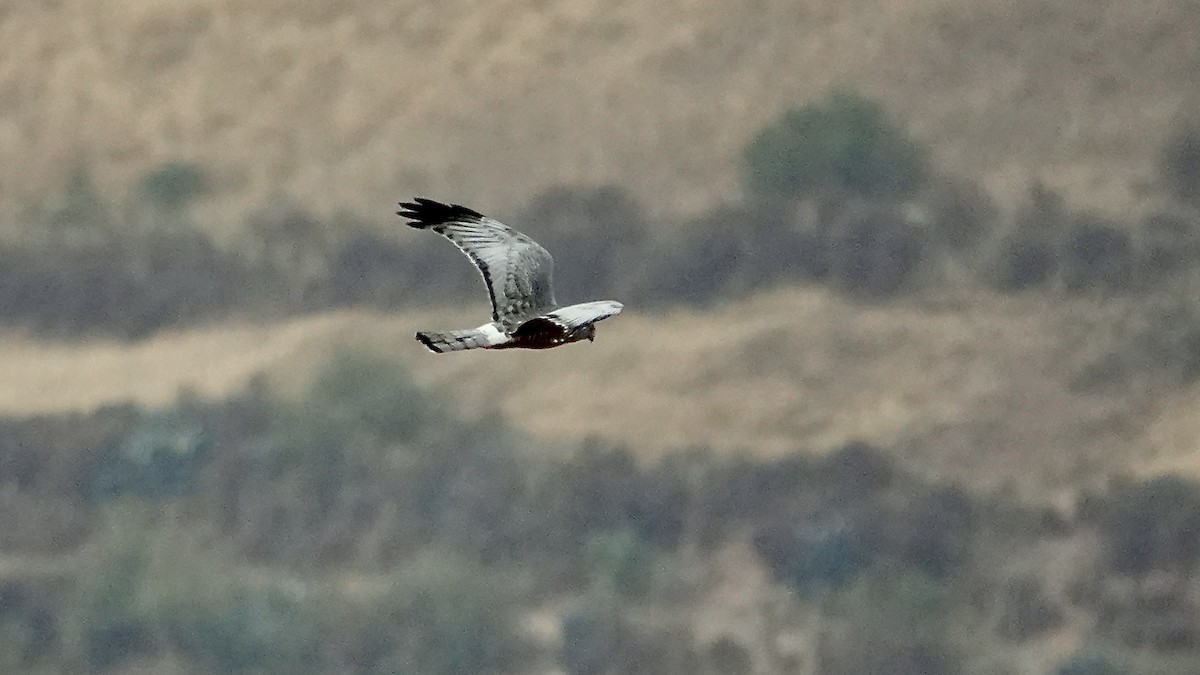 Cinereous Harrier - ML642013627