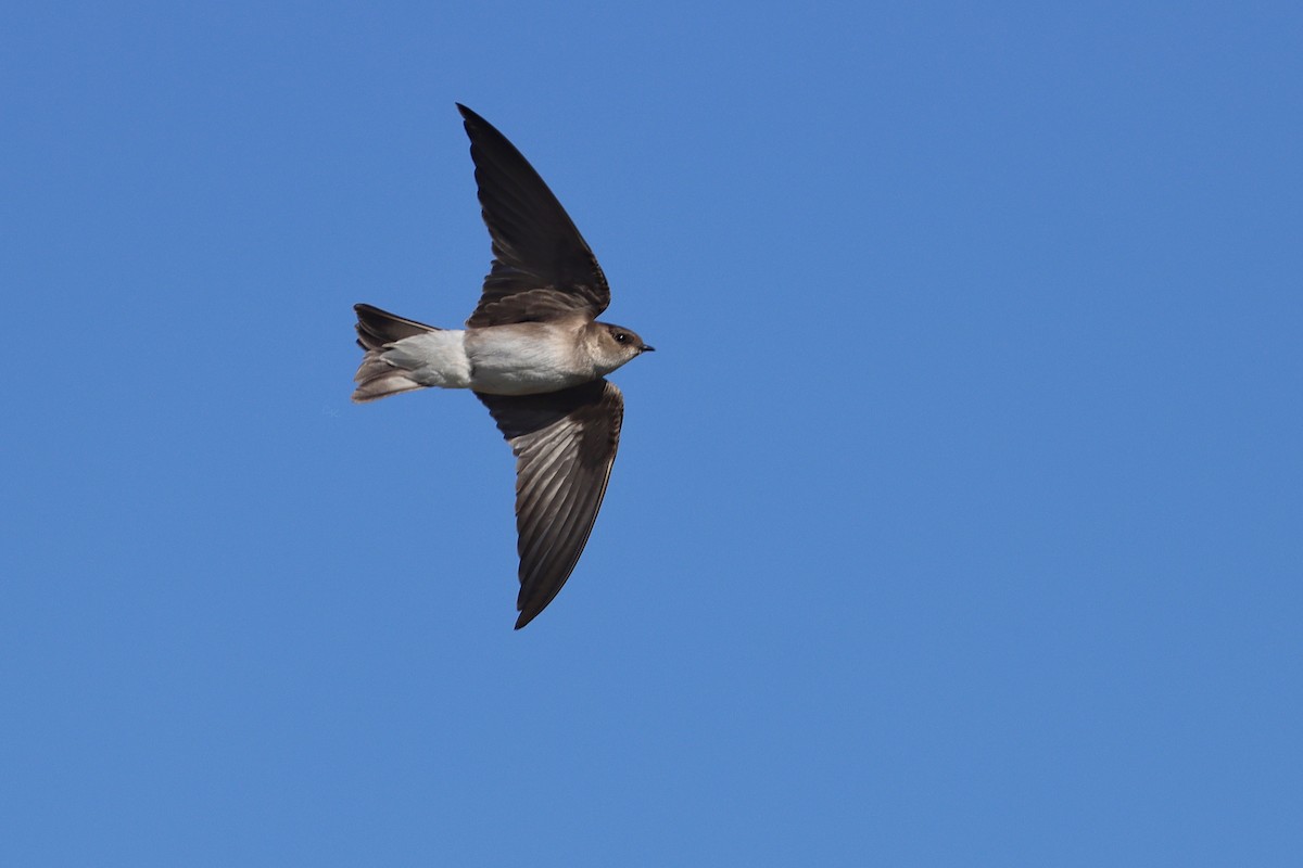 Bank Swallow - ML642013638