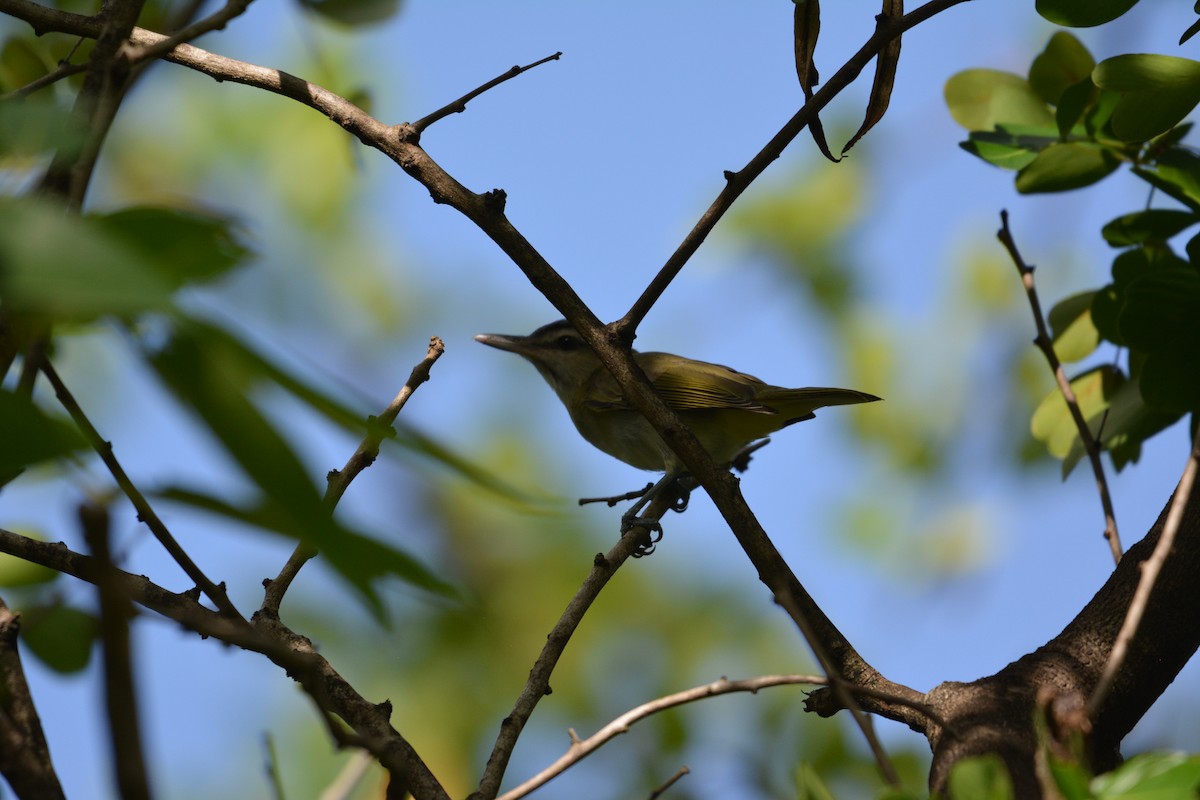Black-whiskered Vireo - ML642013640