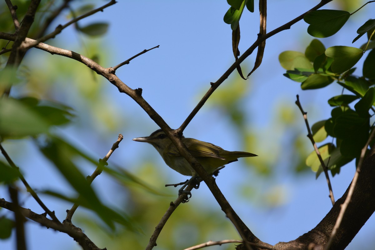 Black-whiskered Vireo - ML642013648