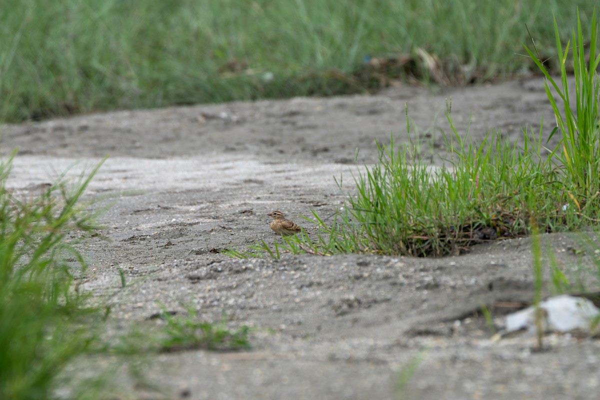 Mongolian Short-toed Lark - ML642013650