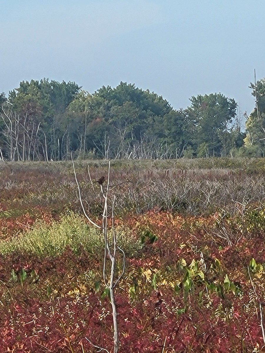 Swamp Sparrow - ML642013660