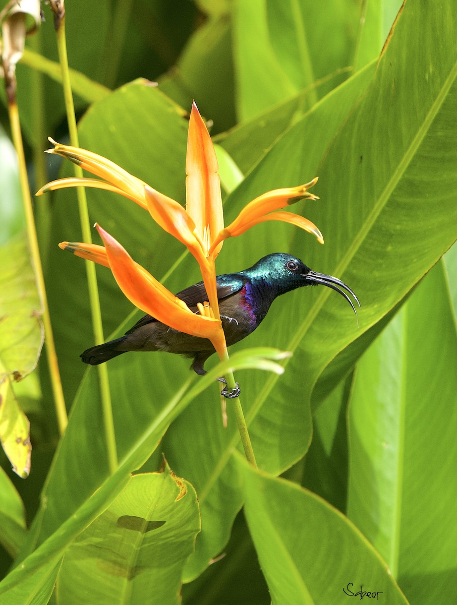 Loten's Sunbird - ML642013668