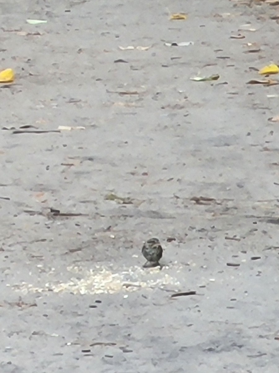 White-throated Sparrow - Justin Cuffaro