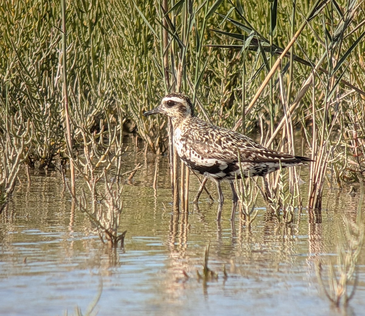 Pacific Golden-Plover - ML642013703