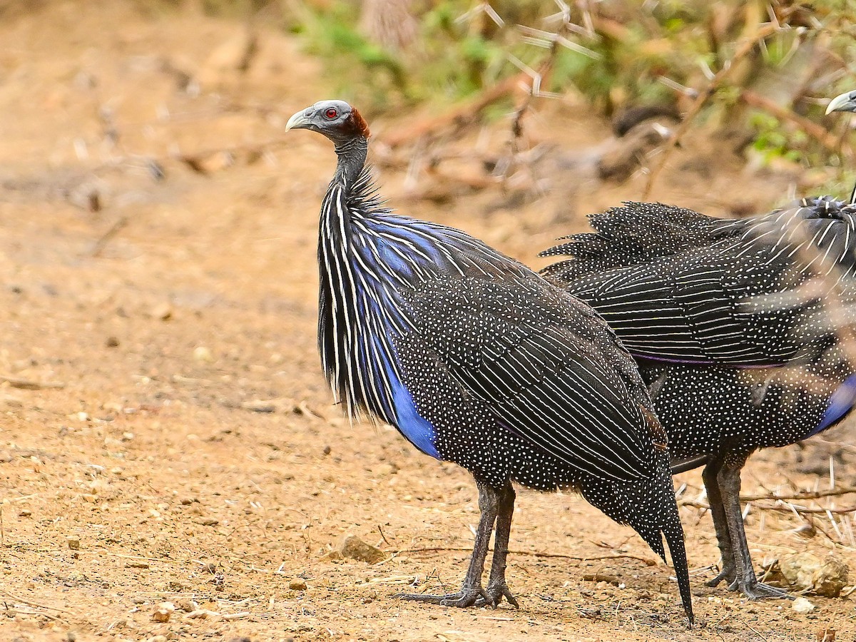 フサホロホロチョウ - ML642013745