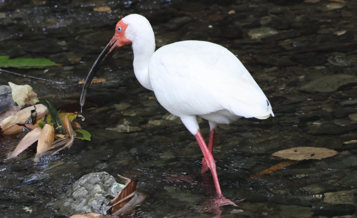 White Ibis - ML642013756
